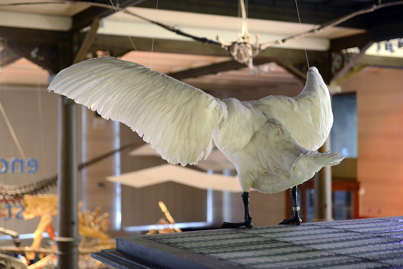 museum voor natuurwetenschappen brussel 11-2022 5535