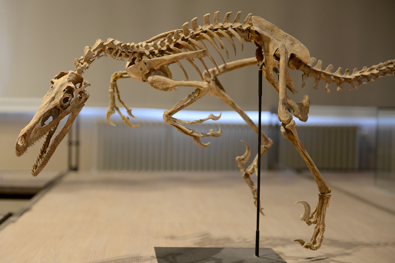 museum voor natuurwetenschappen brussel 11-2022 5553