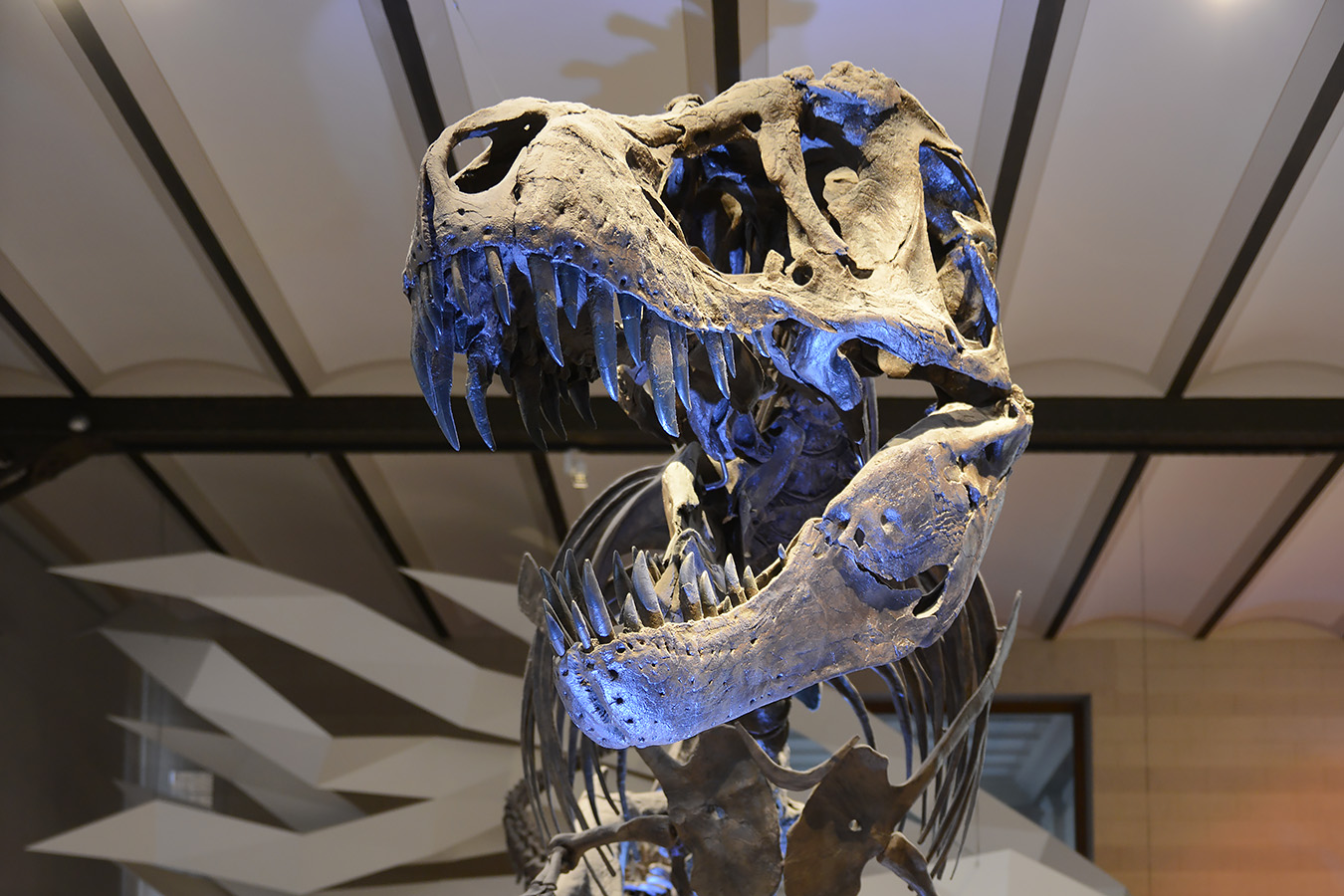 museum voor natuurwetenschappen brussel 11-2022 5554