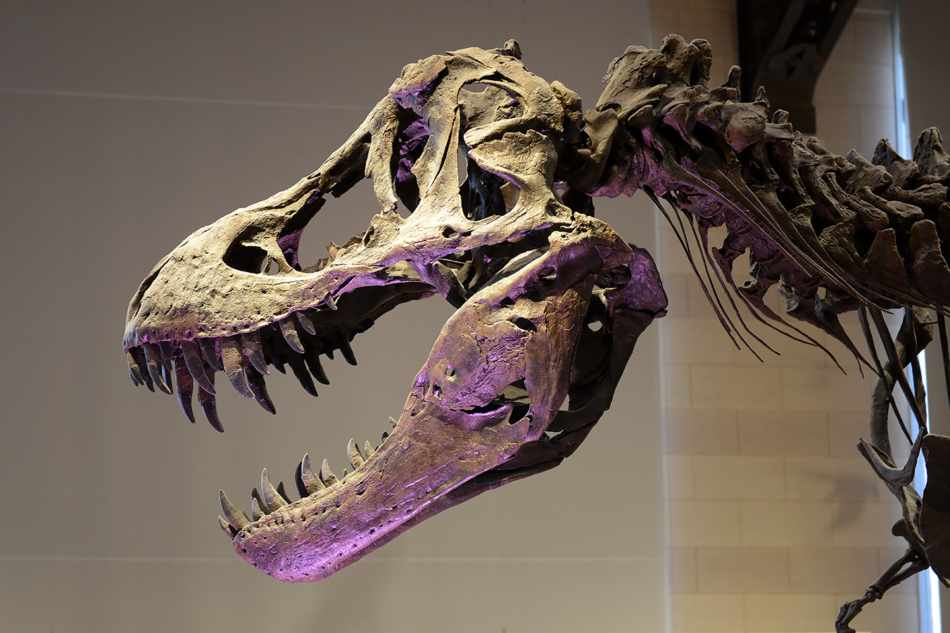museum voor natuurwetenschappen brussel 11-2022 5557