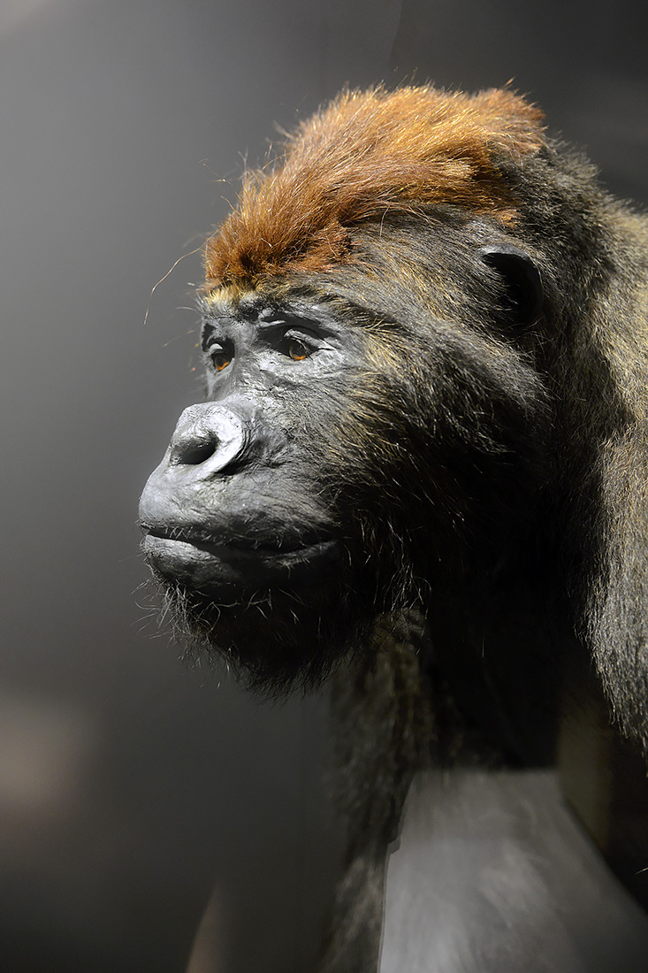 museum voor natuurwetenschappen brussel 11-2022 5578