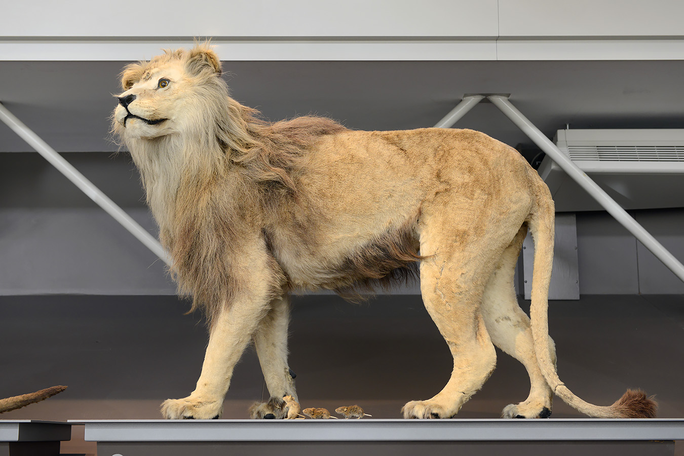museum voor natuurwetenschappen brussel 11-2022 5612