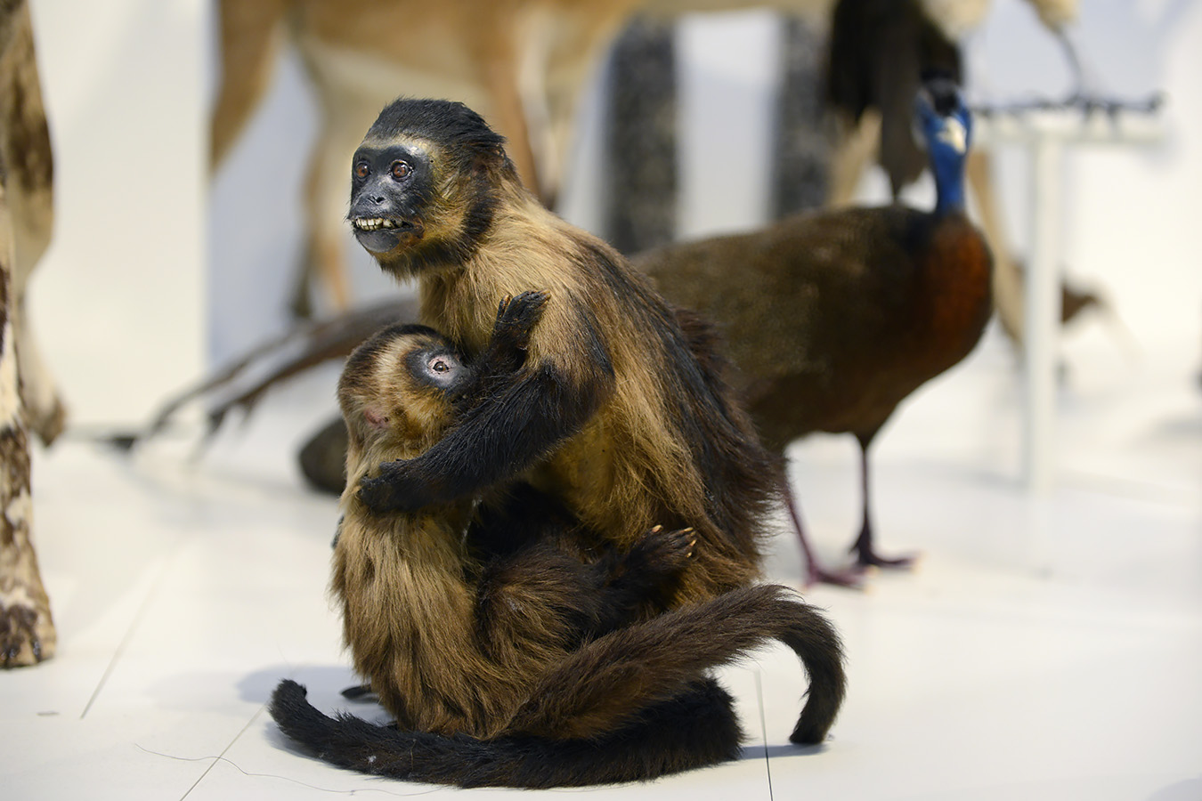 museum voor natuurwetenschappen brussel 11-2022 5624