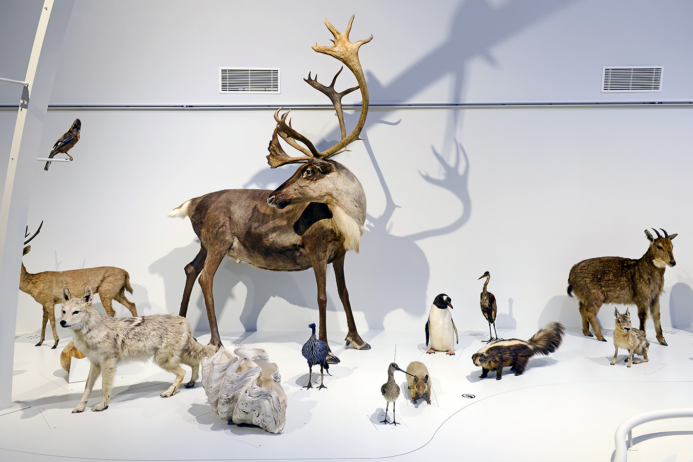 museum voor natuurwetenschappen brussel 11-2022 5626