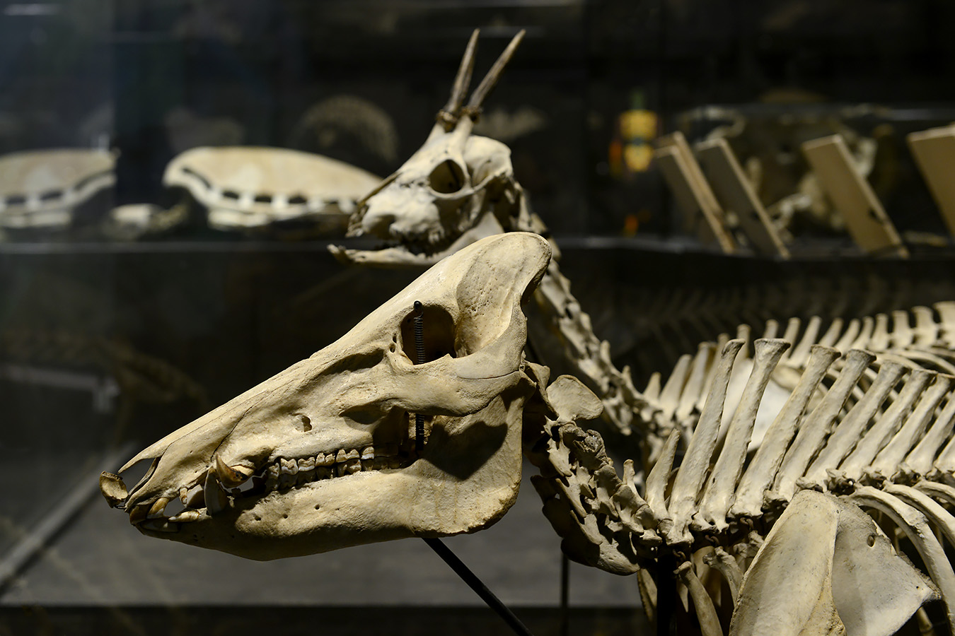 museum voor natuurwetenschappen brussel 11-2022 5635