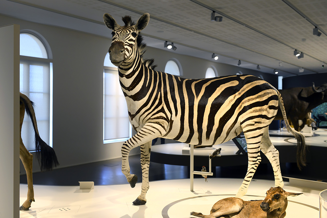 museum voor natuurwetenschappen brussel 11-2022 5639