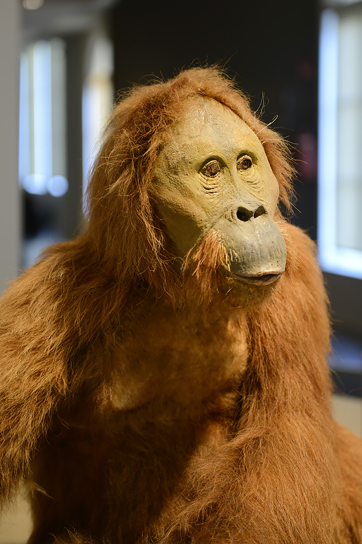 museum voor natuurwetenschappen brussel 11-2022 5644