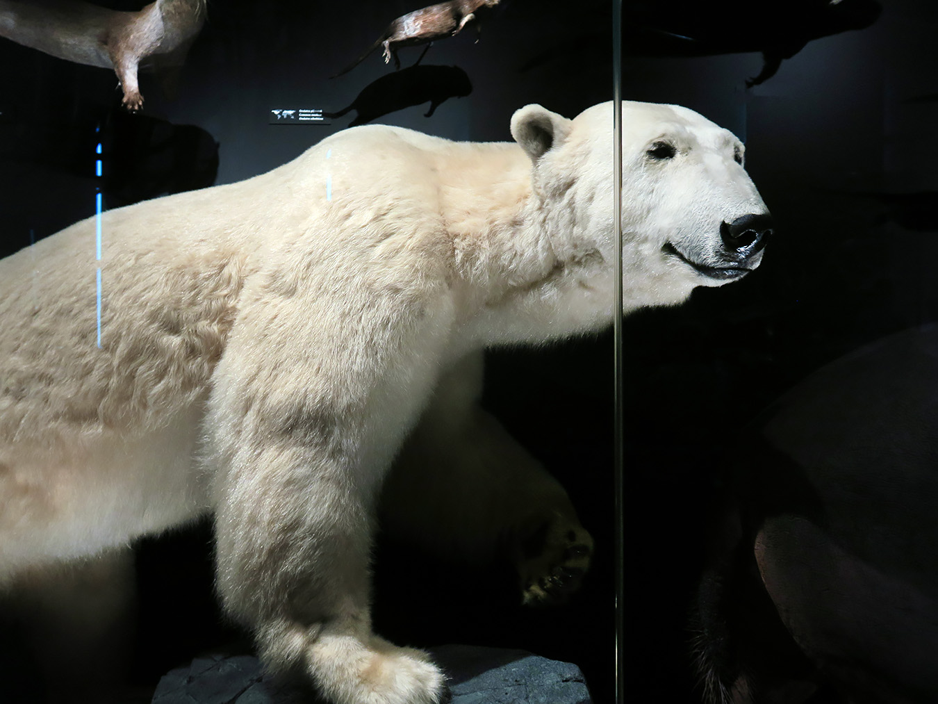 narodni muzeum praag 7-2023 9052