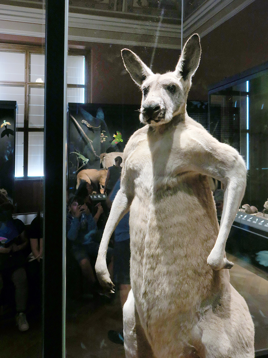 narodni muzeum praag 7-2023 9060