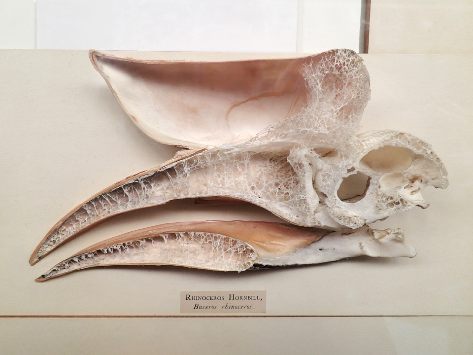 natural history museum londen 5-2015 6006