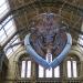natural history museum londen 5-2018 5308