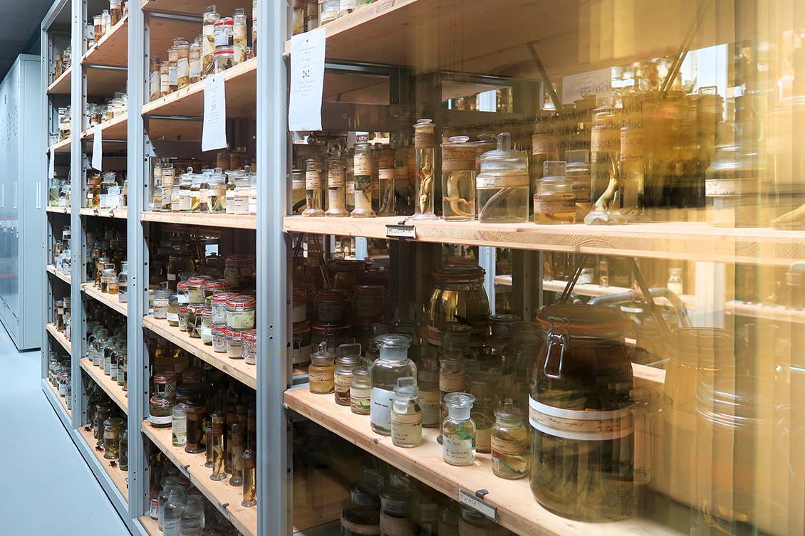 natural history museum londen 5-2018 5333