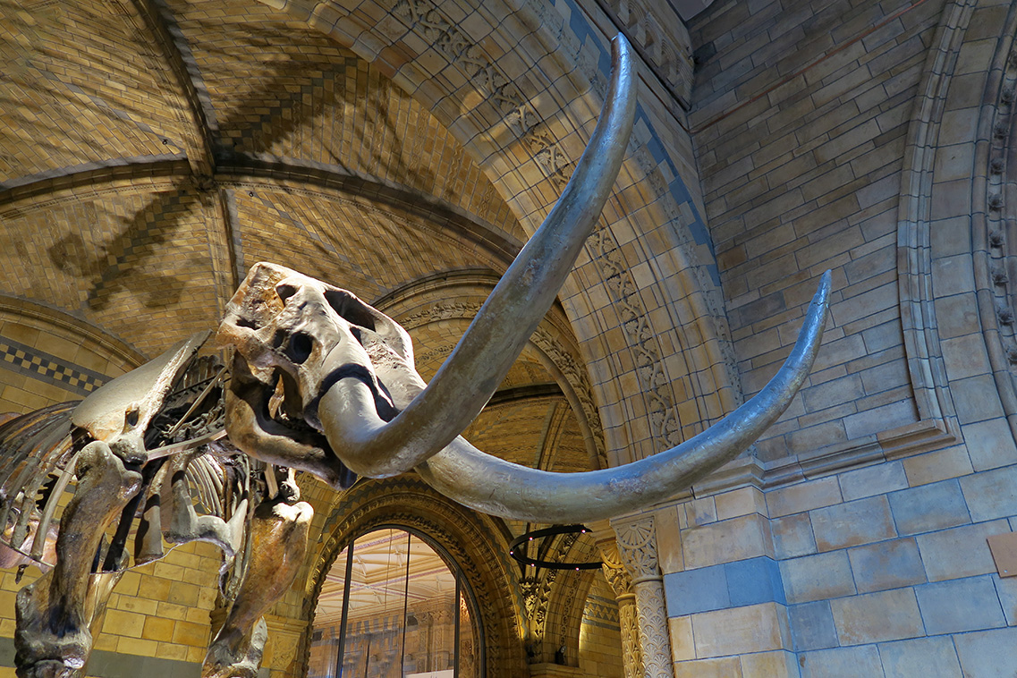 natural history museum londen 5-2018 5378