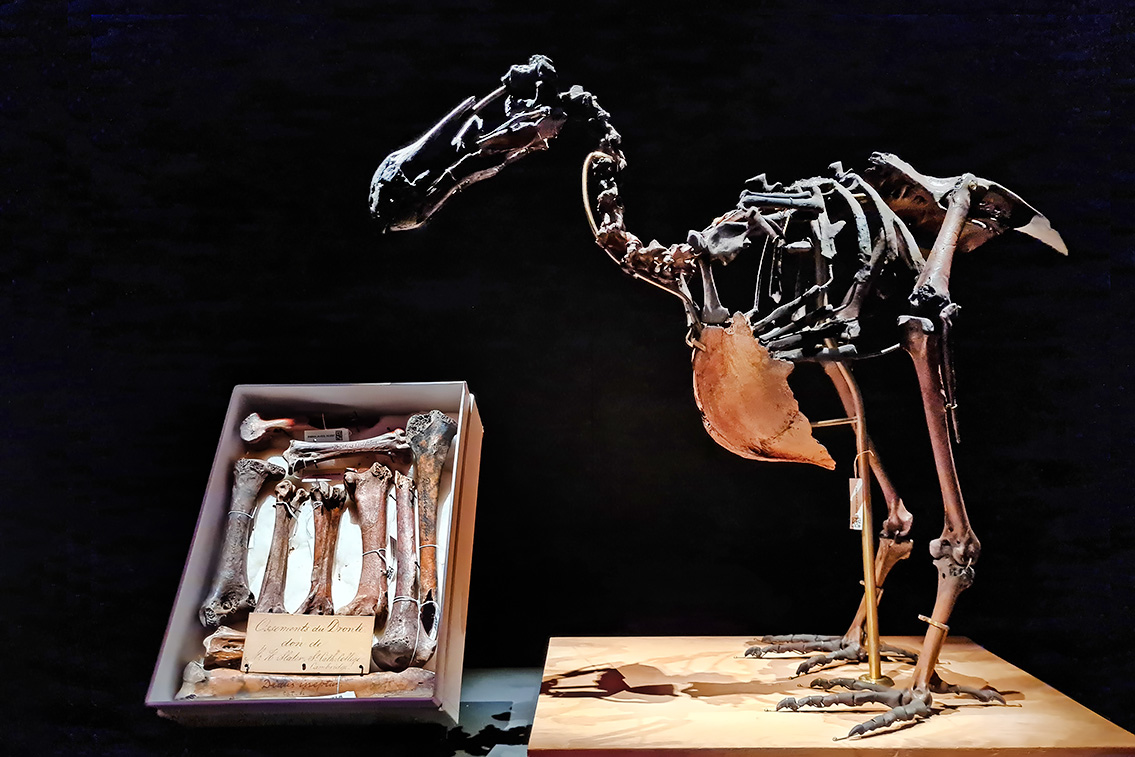 naturalis 9-2021 104130