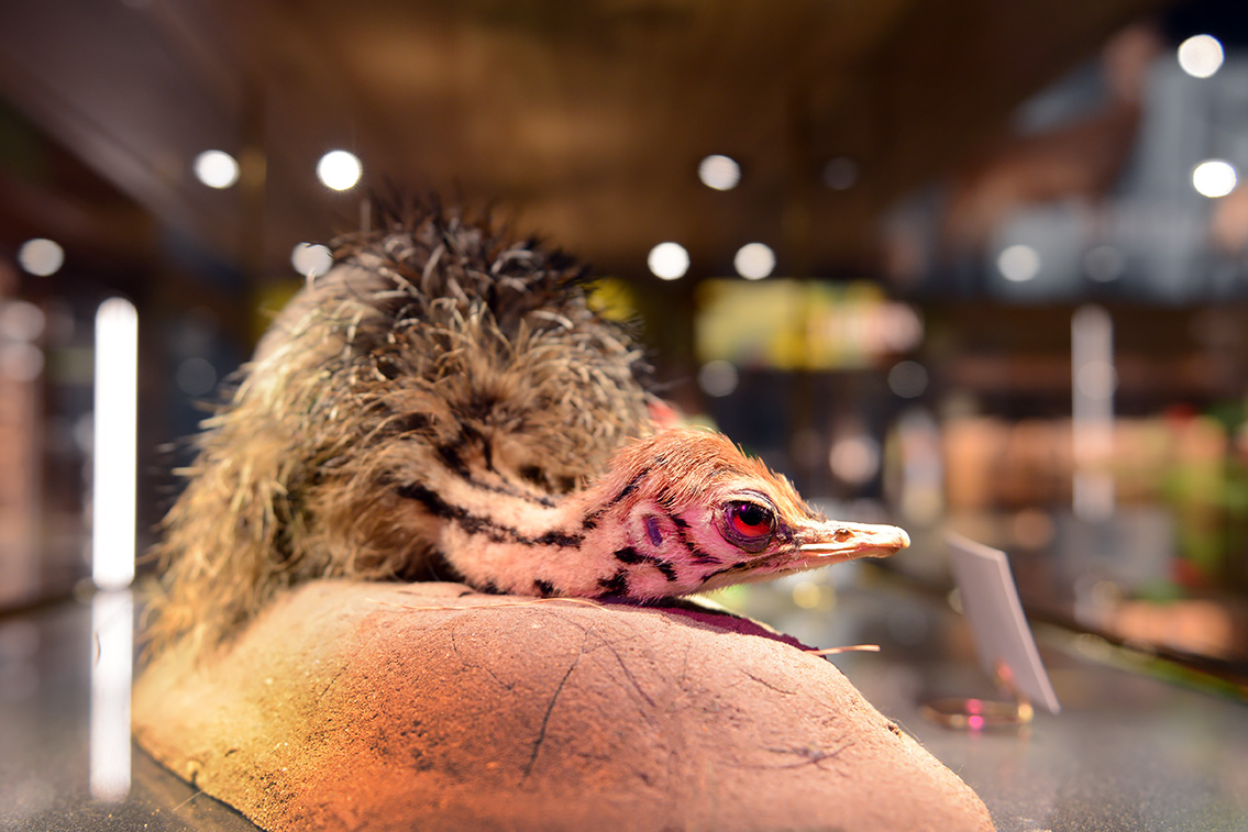 naturalis 9-2021 9615