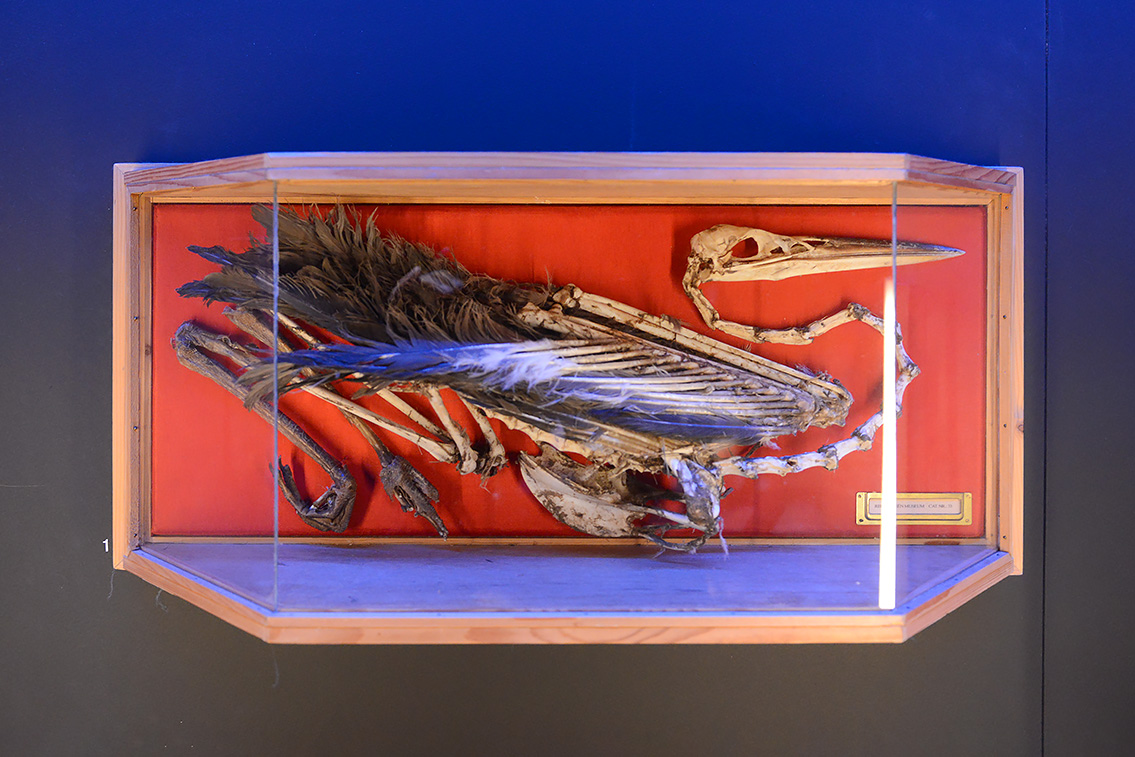 naturalis 9-2021 9699