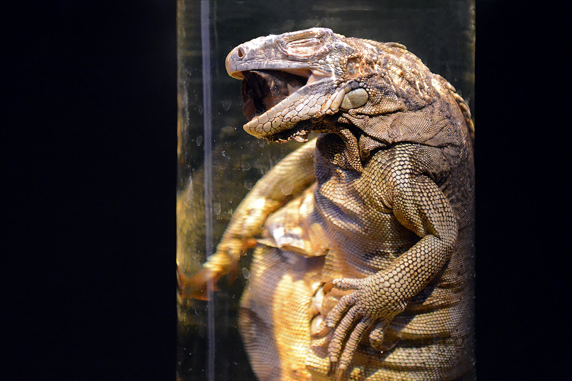 naturalis 9-2021 9703