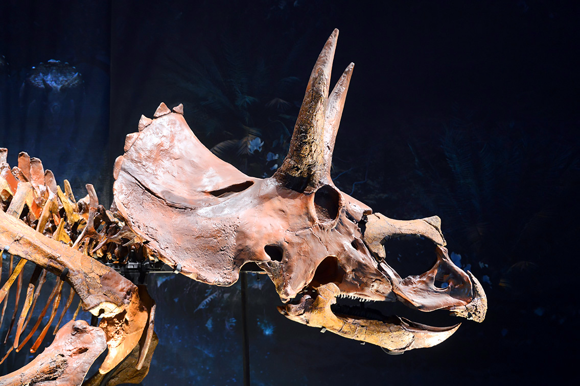 naturalis 9-2021 9759