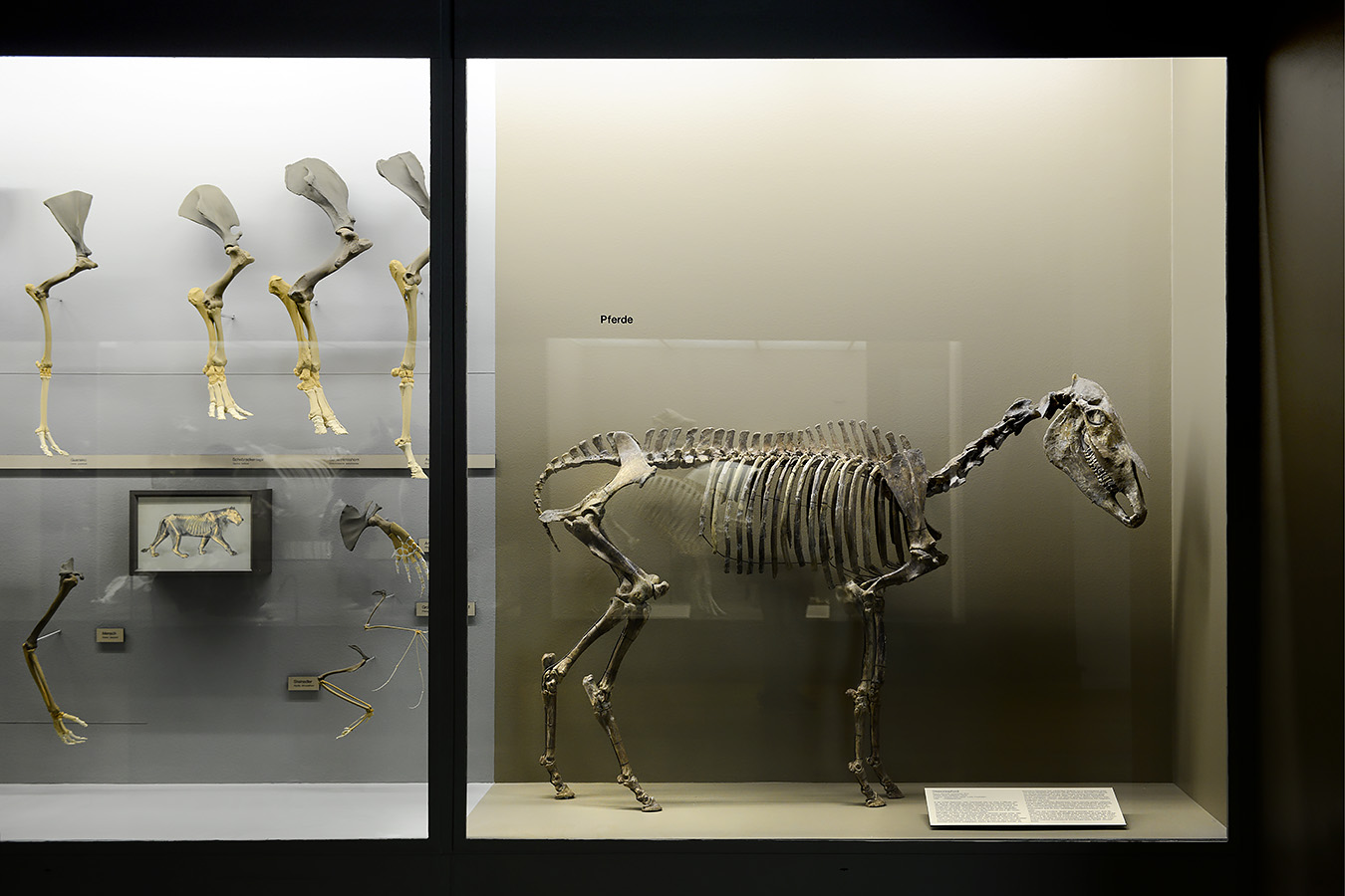 naturhistorisches museum basel 8-2022 4866 (2)