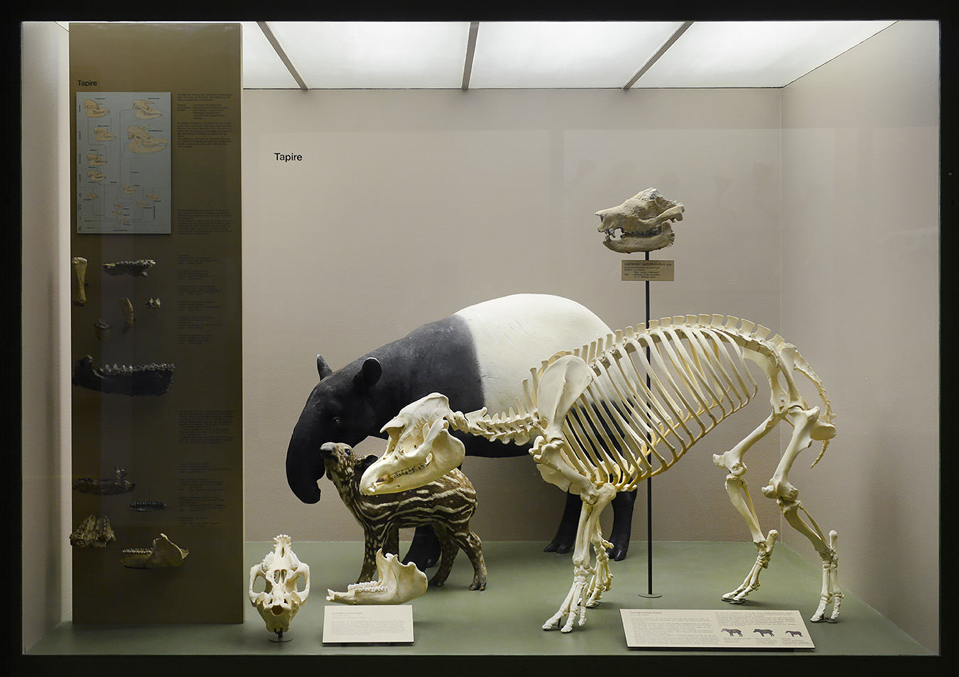 naturhistorisches museum basel 8-2022 4867