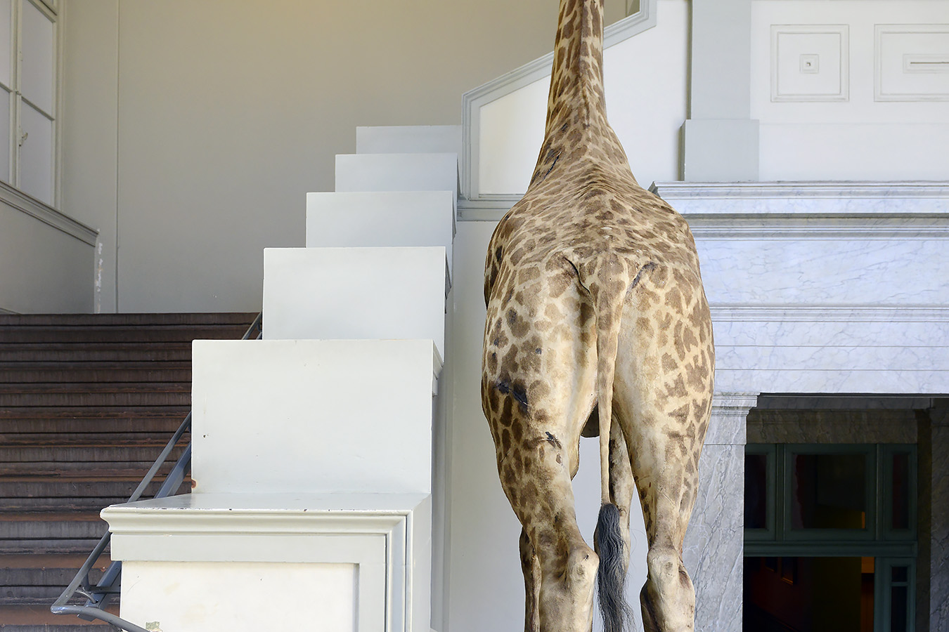 naturhistorisches museum basel 8-2022 4906