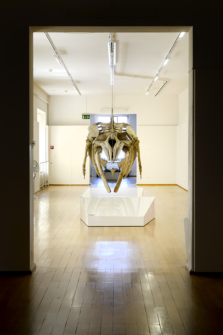 naturhistorisches museum basel 8-2022 4913