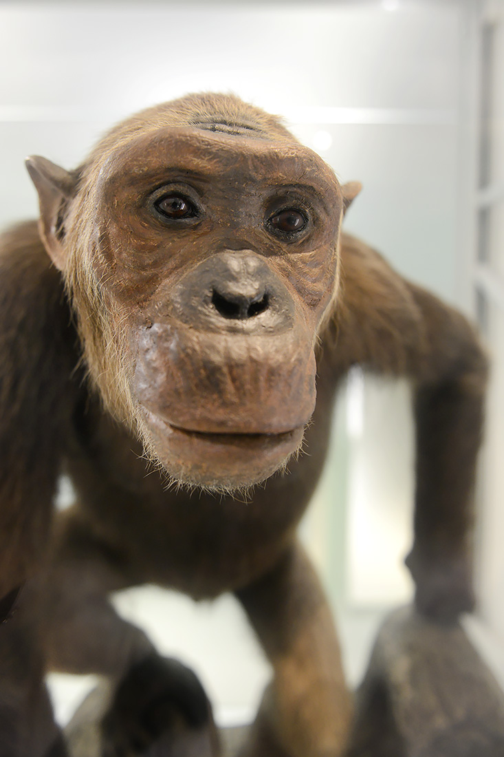 naturhistorisches museum basel 8-2022 4921
