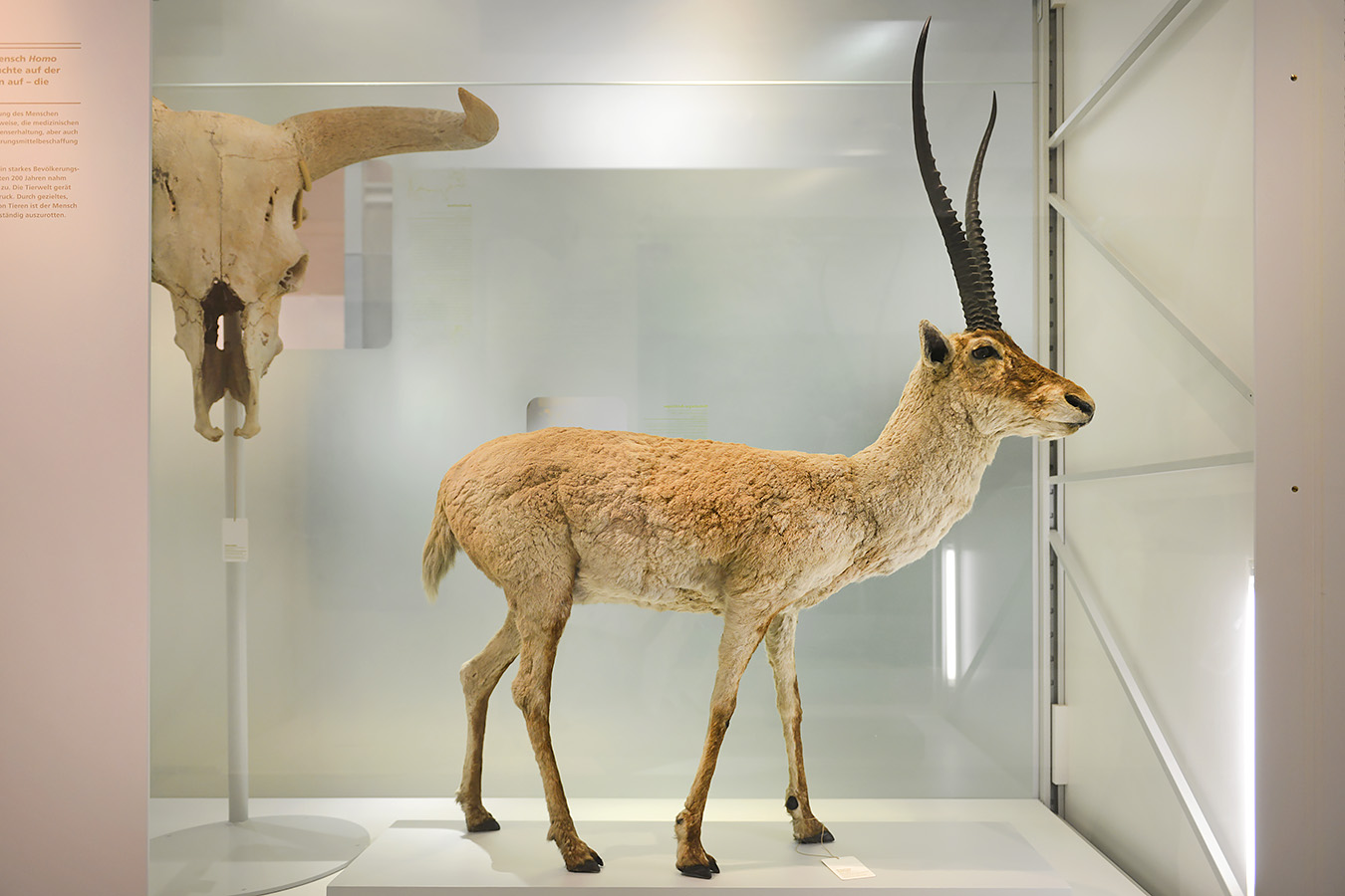 naturhistorisches museum basel 8-2022 4927