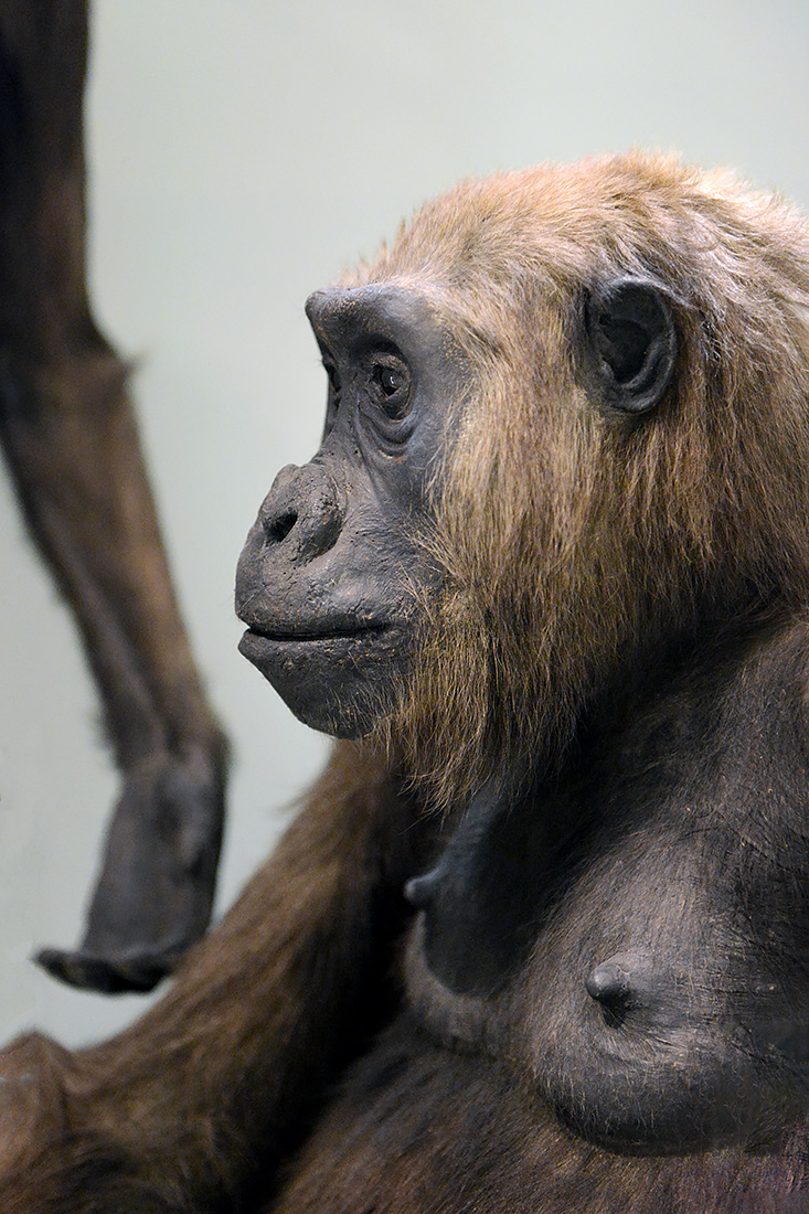 naturhistorisches museum basel 8-2022 4931