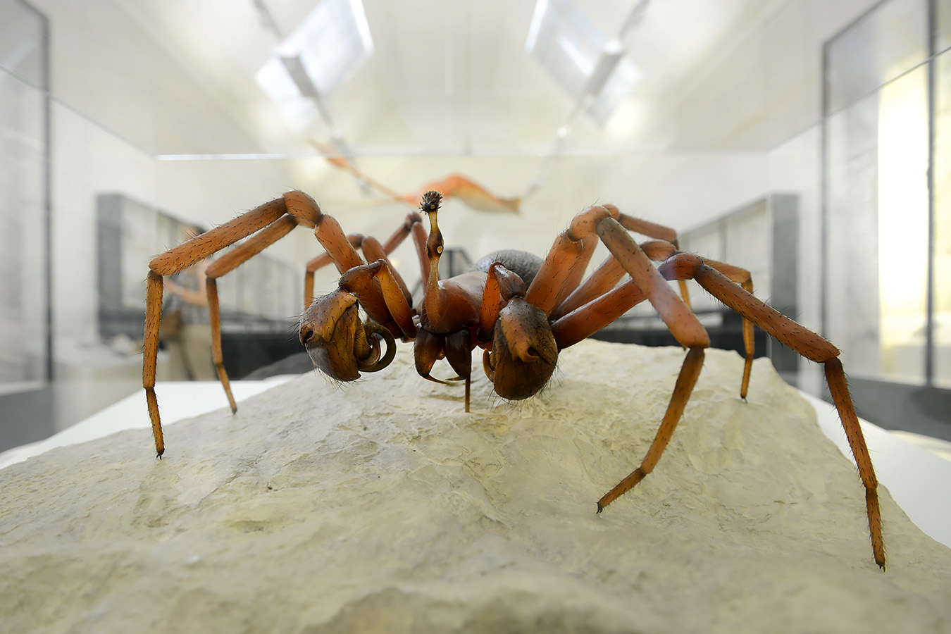 naturhistorisches museum basel 8-2022 4965