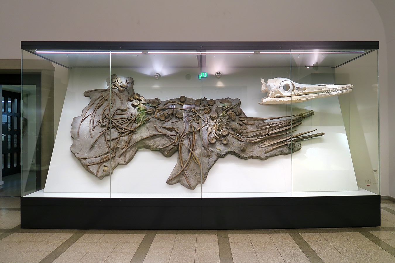 naturhistorisches museum der universitat zurich 8-2024 0901