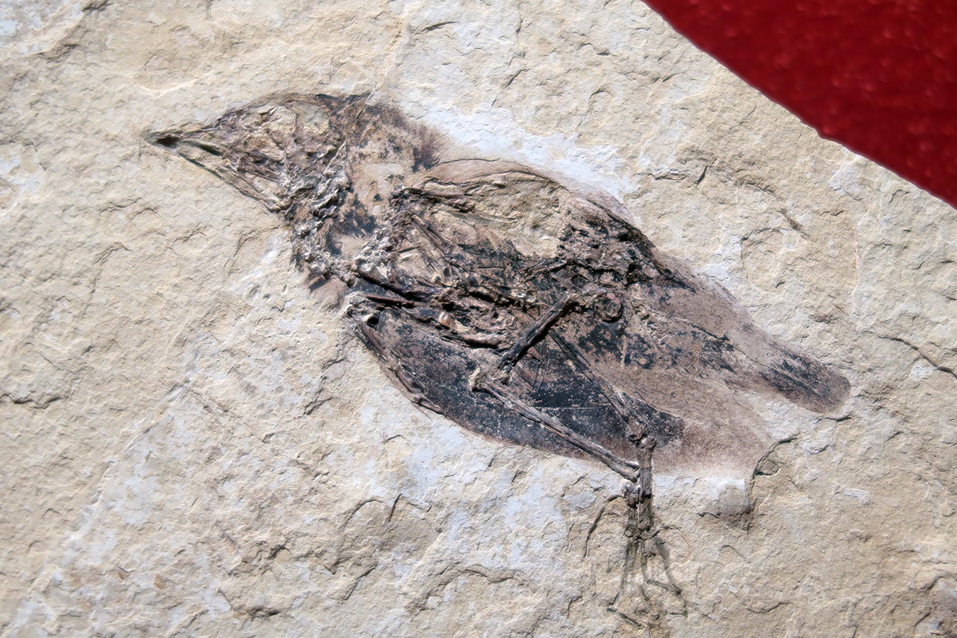 naturhistorisches museum der universitat zurich 8-2024 0925