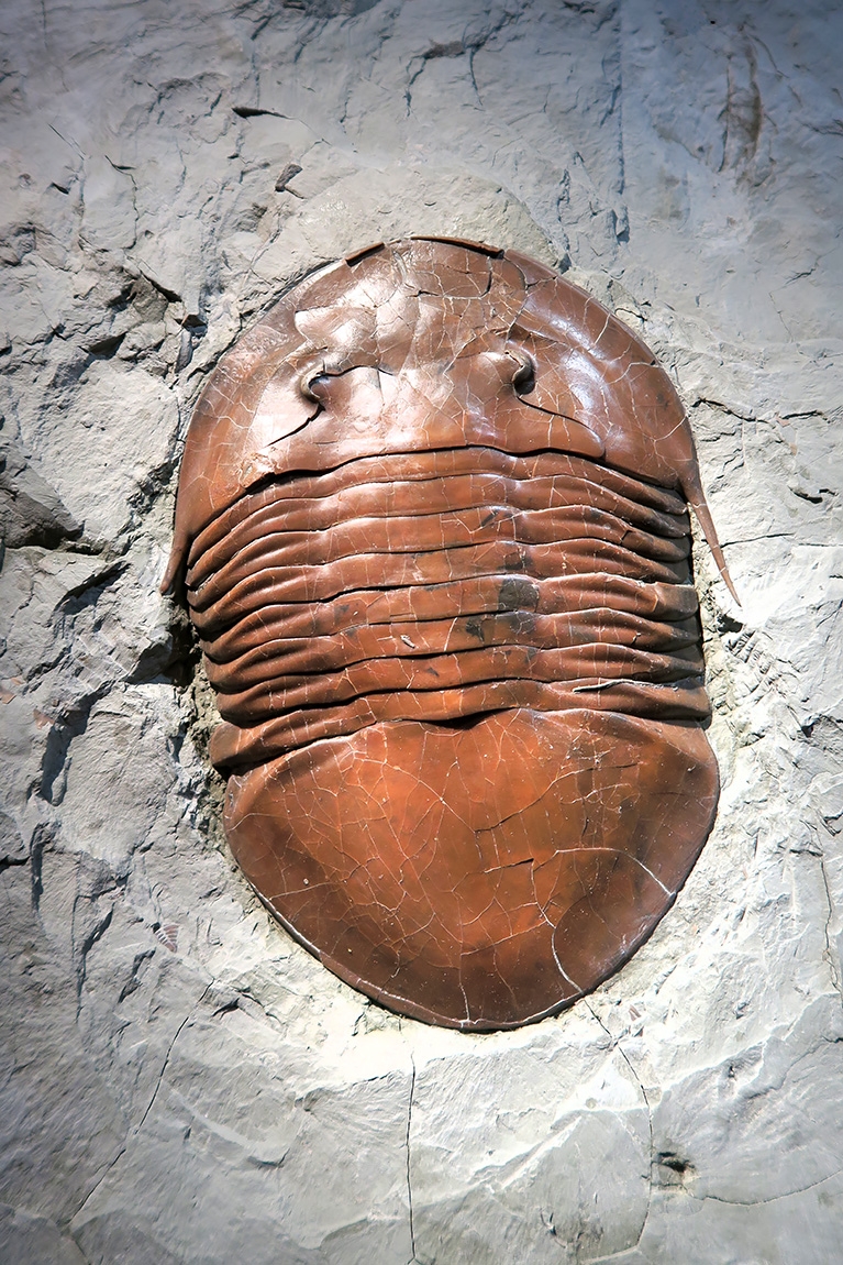 naturhistorisches museum der universitat zurich 8-2024 0931