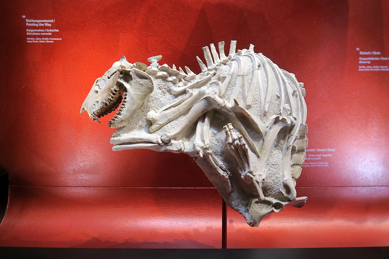 naturhistorisches museum der universitat zurich 8-2024 0934