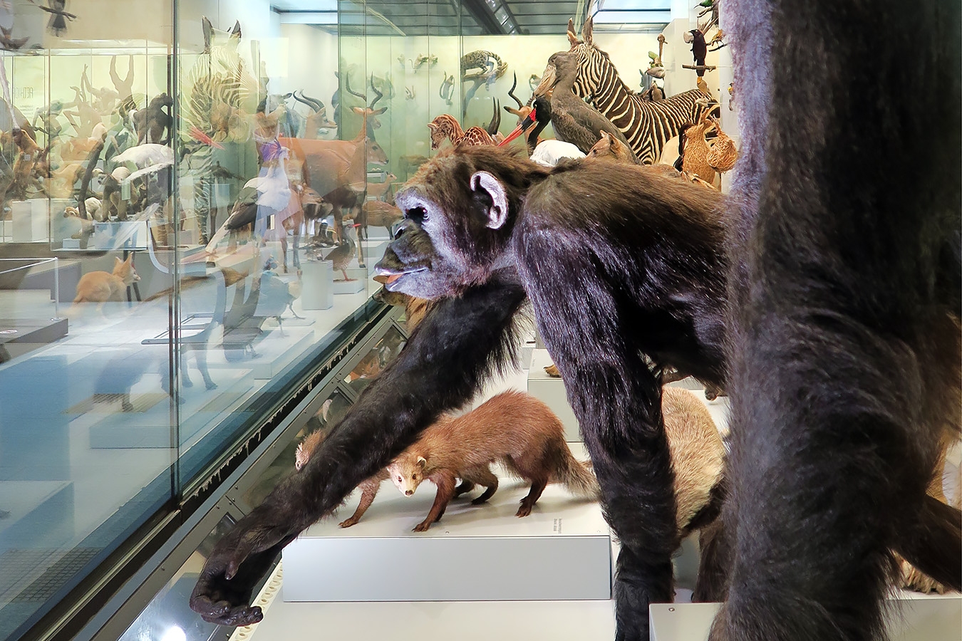 naturhistorisches museum der universitat zurich 8-2024 0969