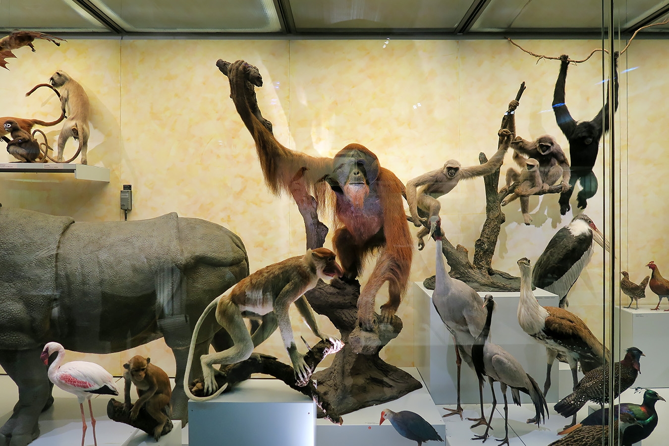 naturhistorisches museum der universitat zurich 8-2024 0975