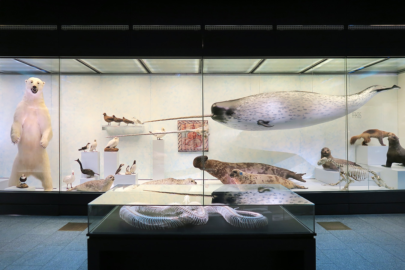 naturhistorisches museum der universitat zurich 8-2024 0981