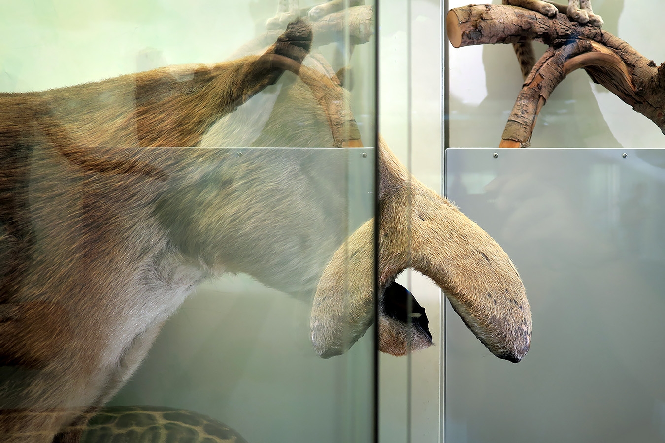 naturhistorisches museum der universitat zurich 8-2024 0985