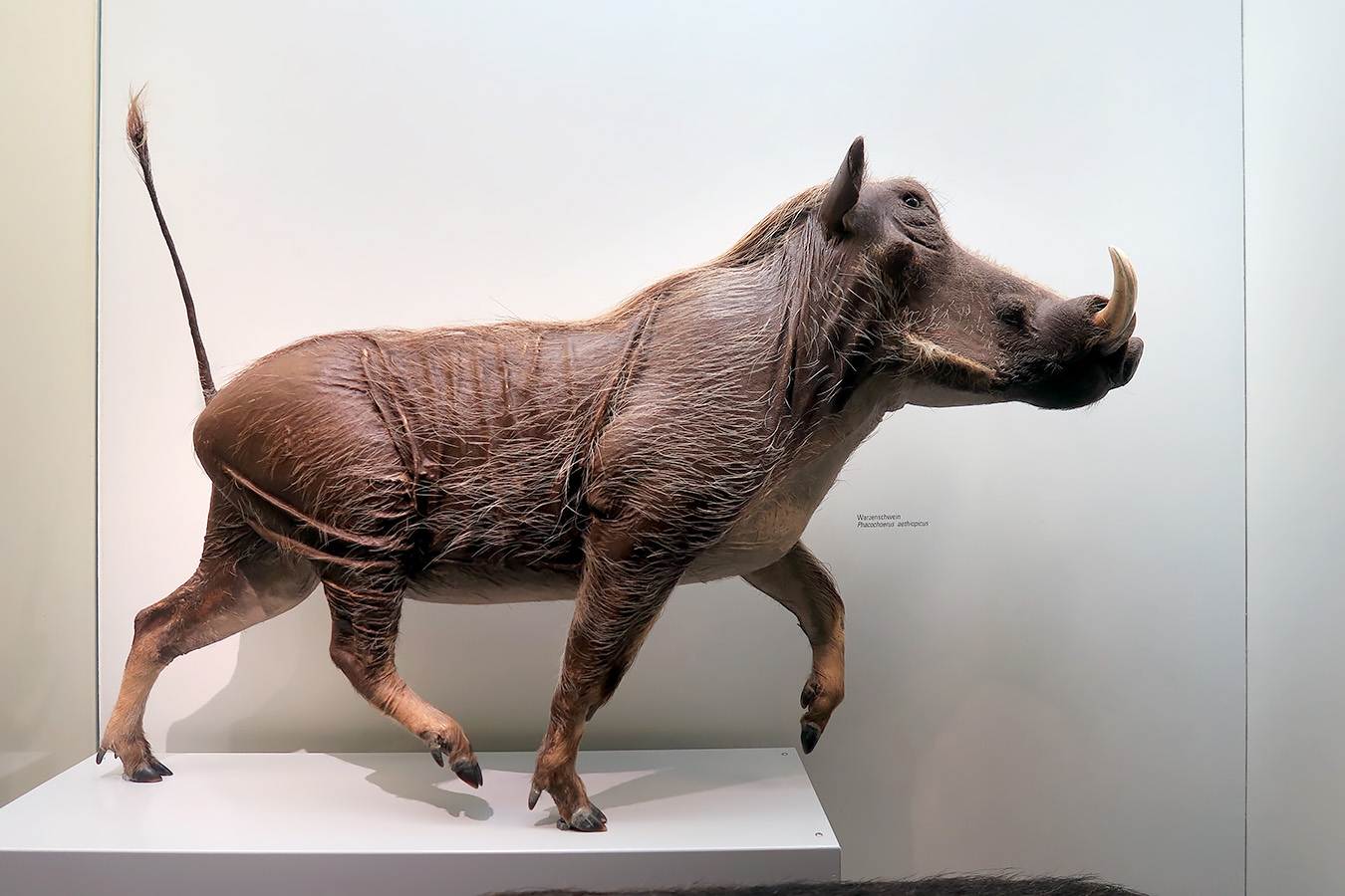 naturhistorisches museum der universitat zurich 8-2024 0996