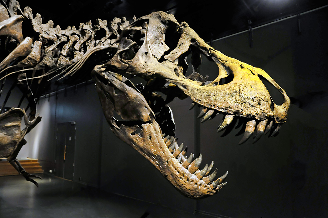 naturhistorisk museum oslo 8-2015 8397