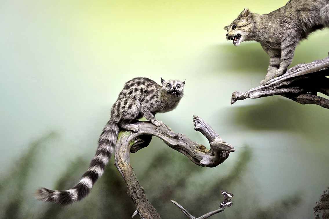 naturhistorisk museum oslo 8-2015 8419