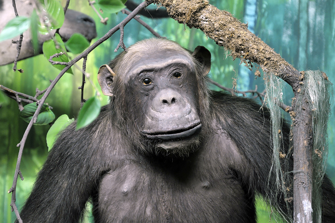 naturhistorisk museum oslo 8-2015 8422