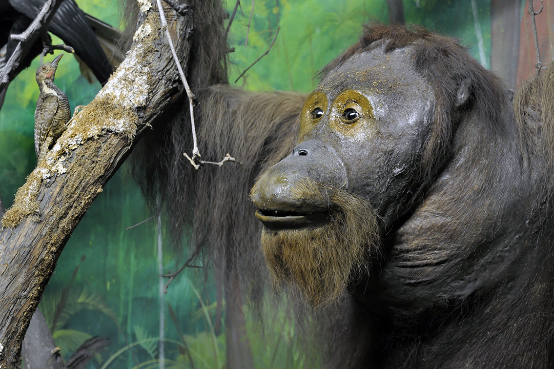 naturhistorisk museum oslo 8-2015 8427