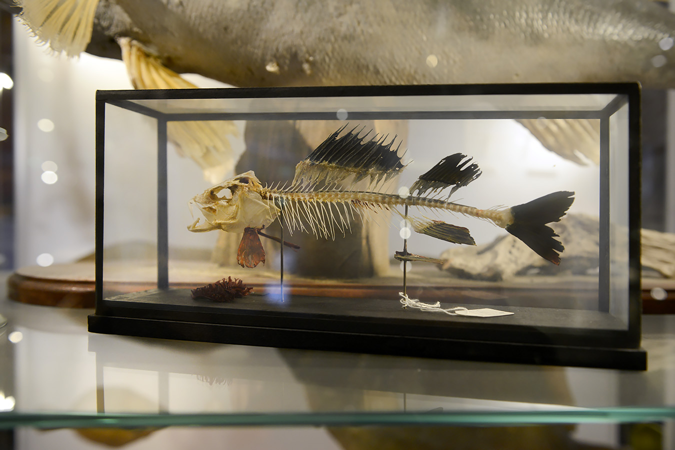 natuurmuseum brabant tilburg 1-2023 6046