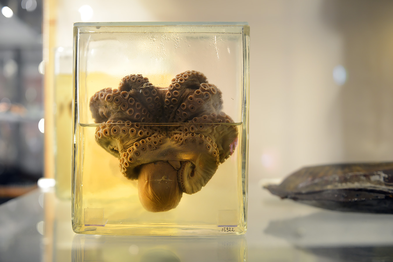 natuurmuseum brabant tilburg 1-2023 6051