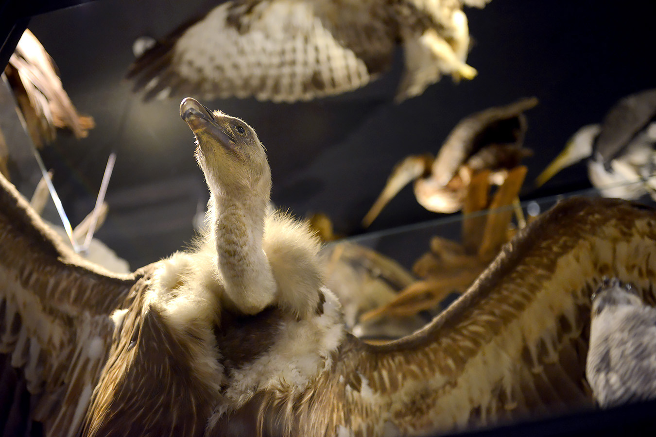natuurmuseum brabant tilburg 1-2023 6064