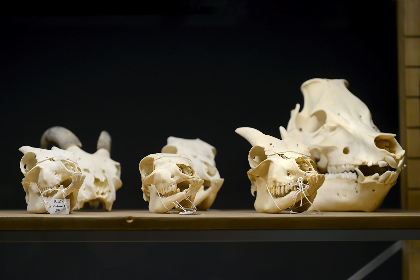 natuurmuseum brabant tilburg 1-2023 6092