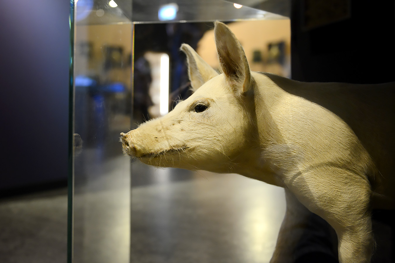 natuurmuseum brabant tilburg 1-2023 6130