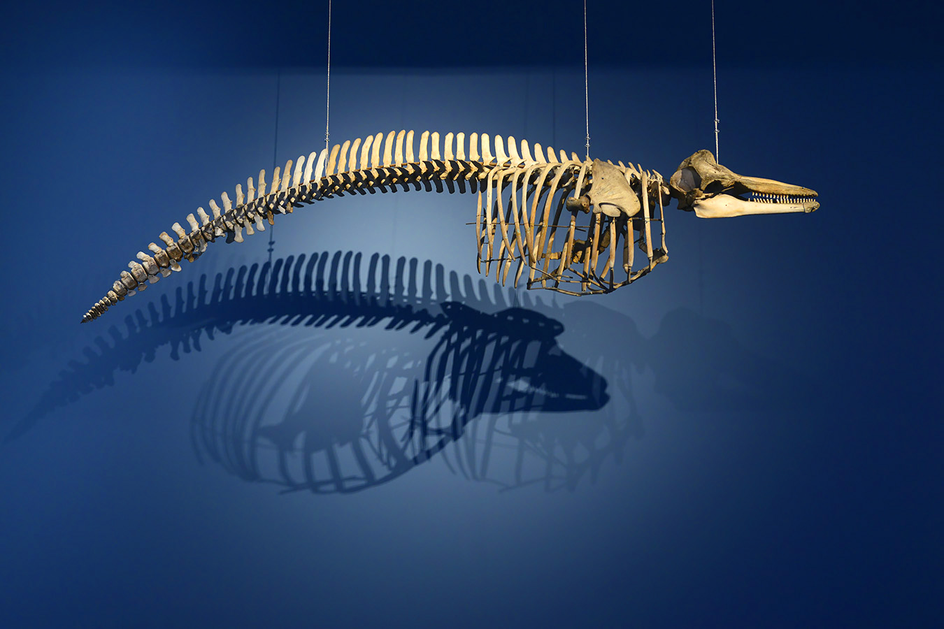 natuurmuseum brabant tilburg 1-2023 6148