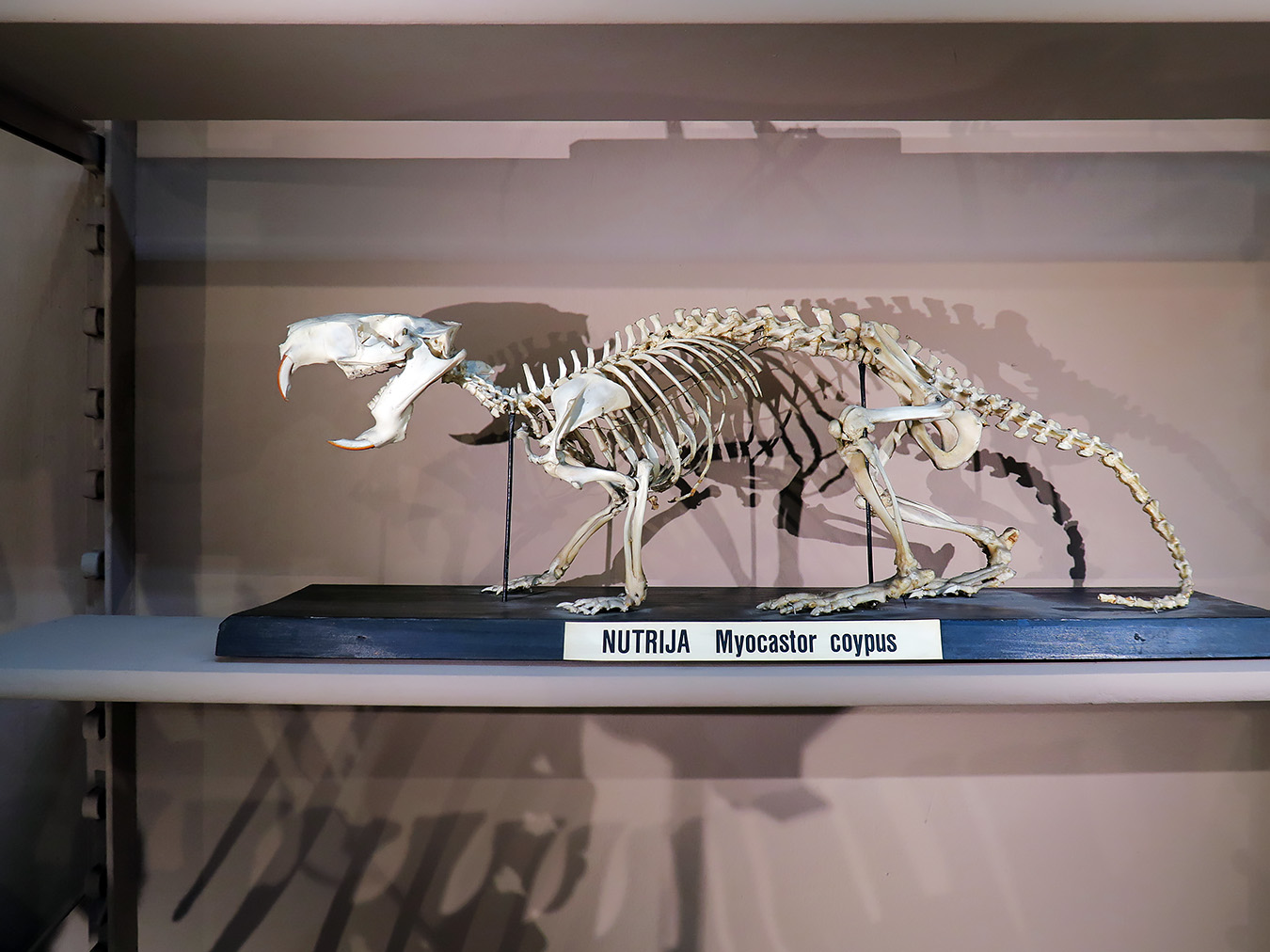 prirodoslovni muzej ljubljana 7-2023 9154